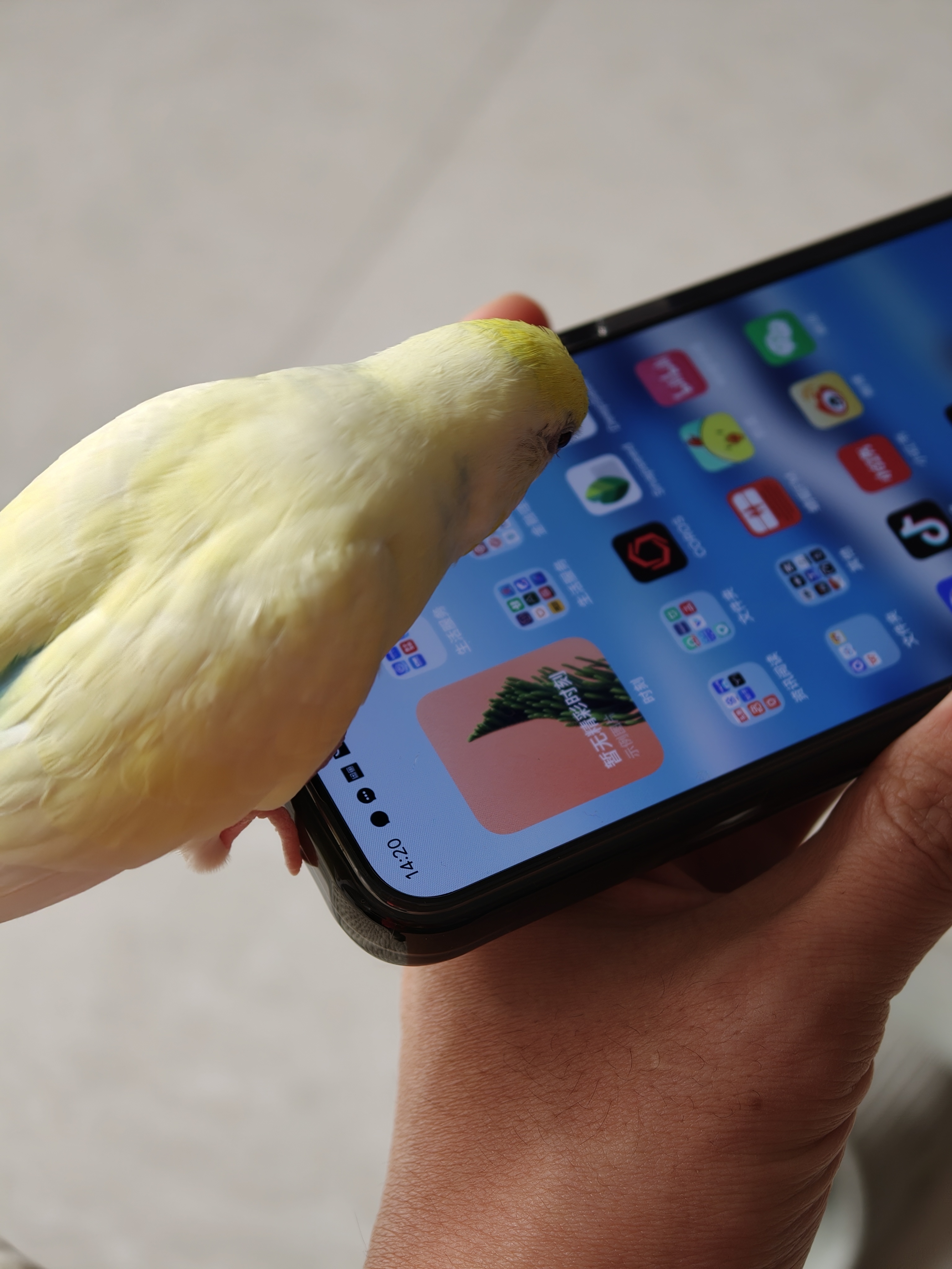 又站到手机上来啄图标了有时候桌一会儿还顺便在屏幕上拉个粑粑 