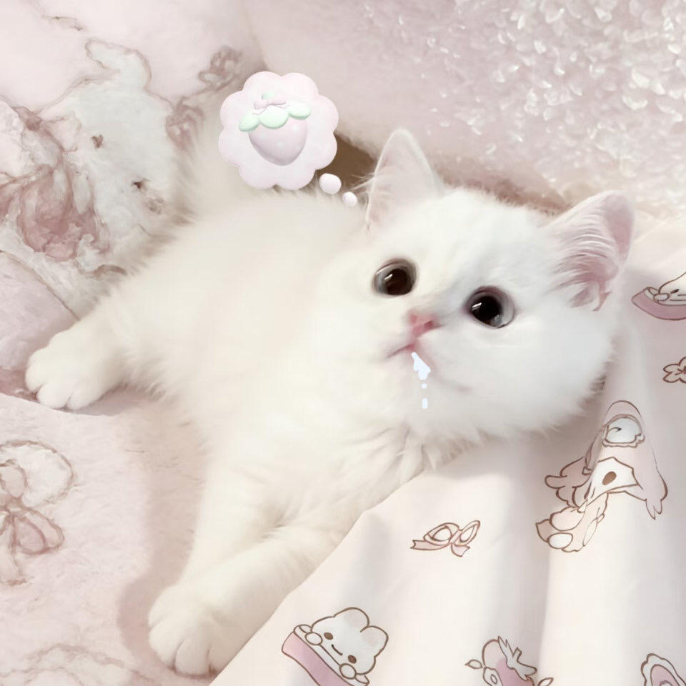 𝑾𝒆𝑪𝒉𝒂𝒕小猫头像分享小猫头像🐾‧₊˚(๑•᎑<๑)ｰ☆ 