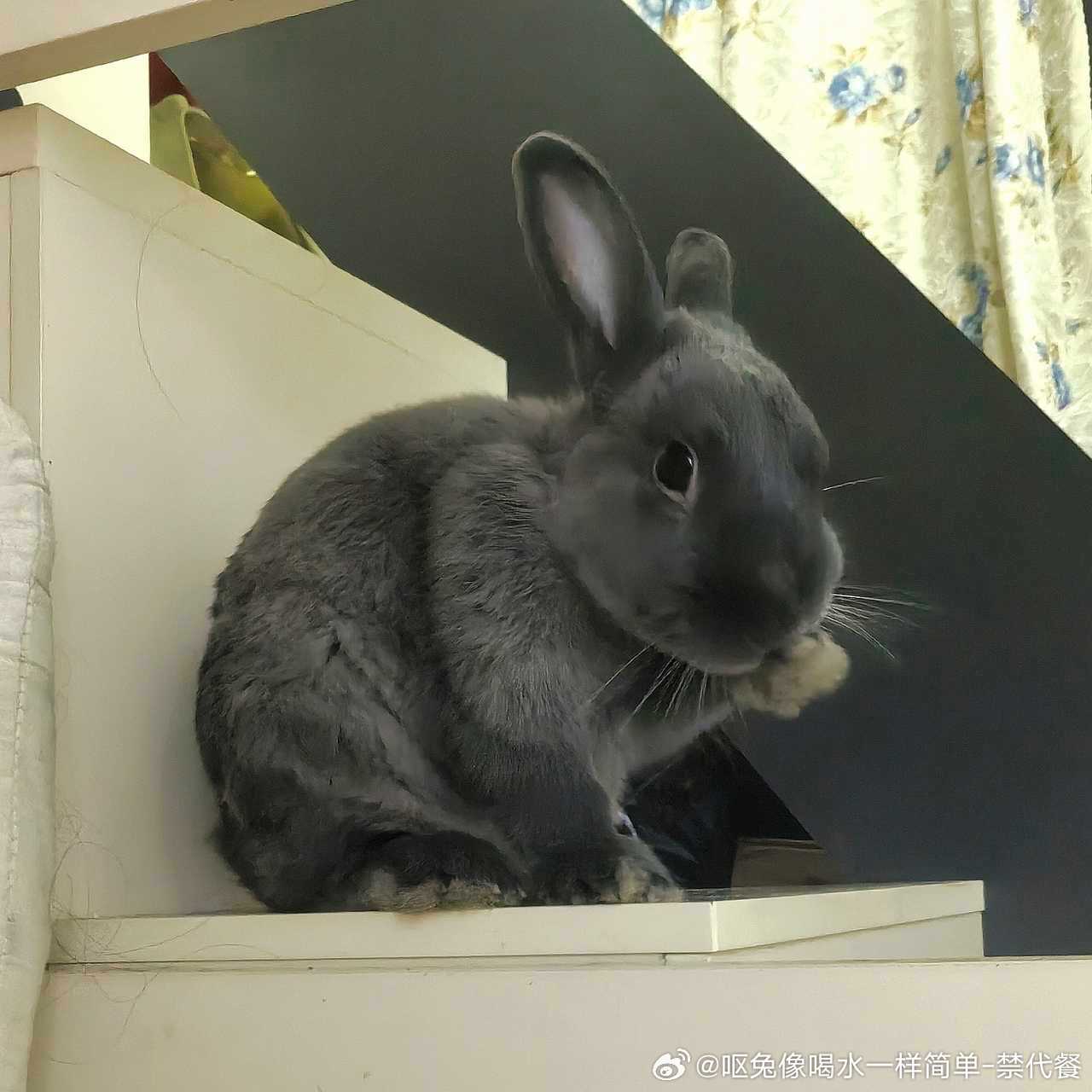 13752🐇【展示手段】 