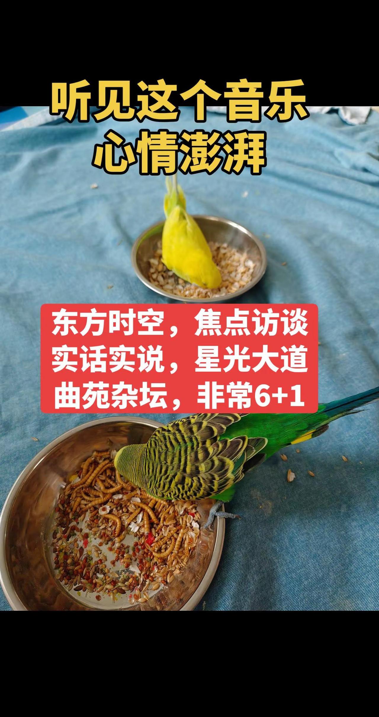 心情好点没有。🎵DNA动了！这俩货干饭都透着年代感～黄的优雅啄米，绿的埋头狂炫