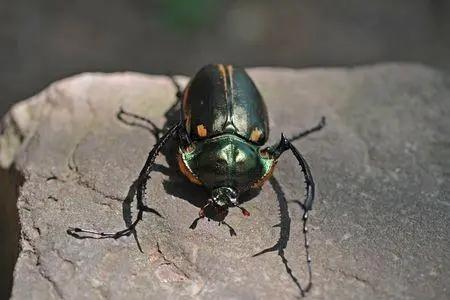 2020年，浙江小伙发现一只亮金光甲虫，香港富商出价30万想要购买，却害的小伙差