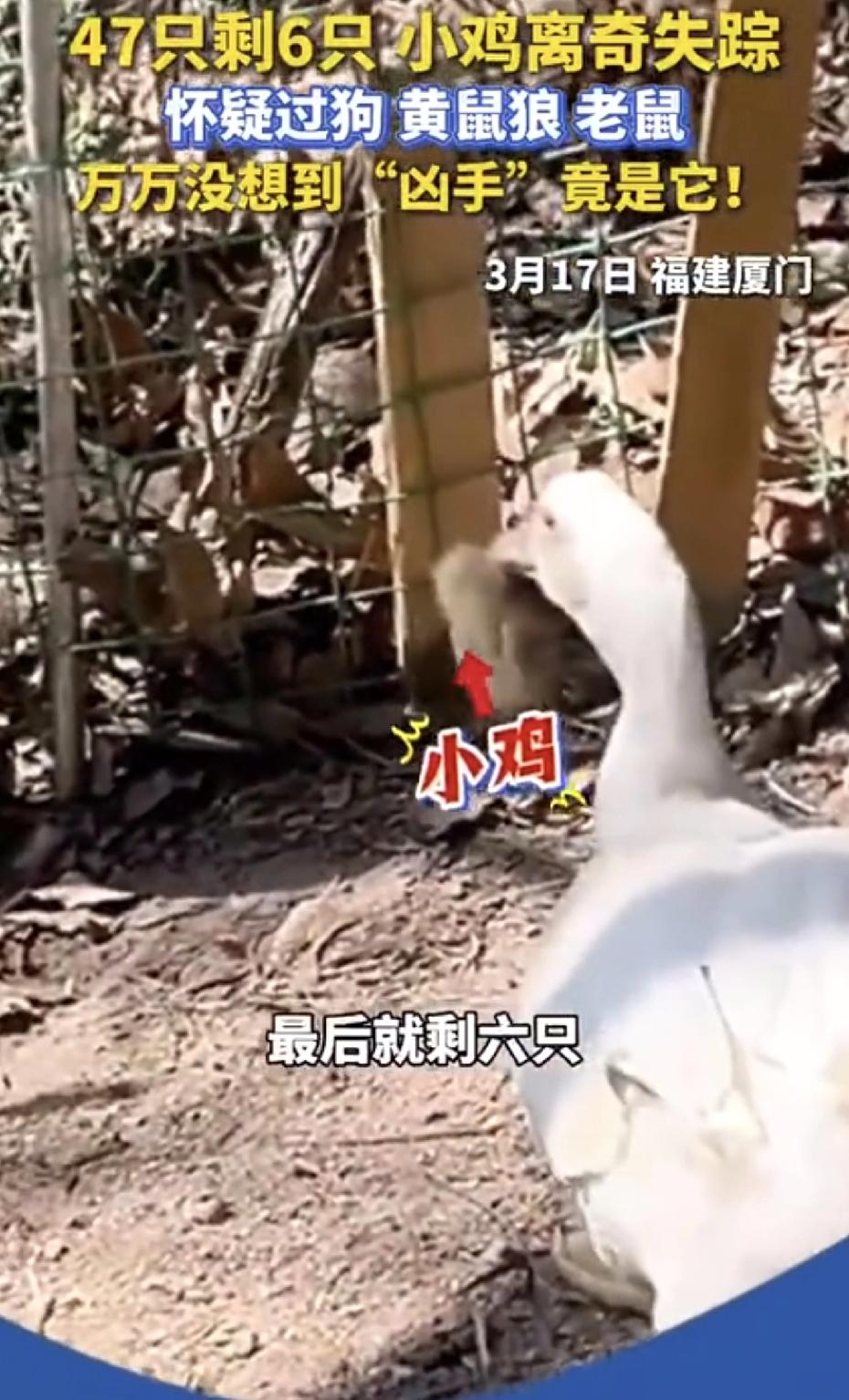家贼难防！如果没有视频谁敢相信？
福建一女子养的鸭活吞41只小鸡，本人吃惊：怀疑