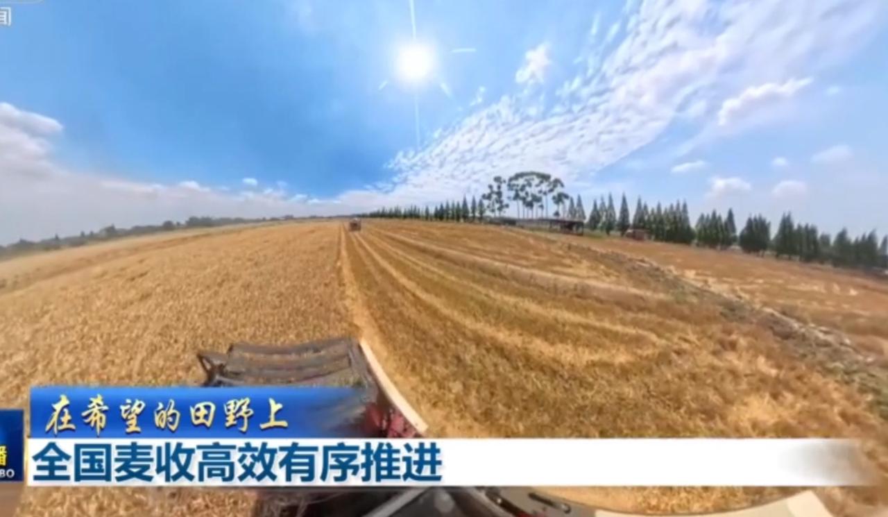 眼下全国小麦由南向北陆续进入成熟收割期，广袤田野铺展一望无际的金色麦浪，饱满麦穗