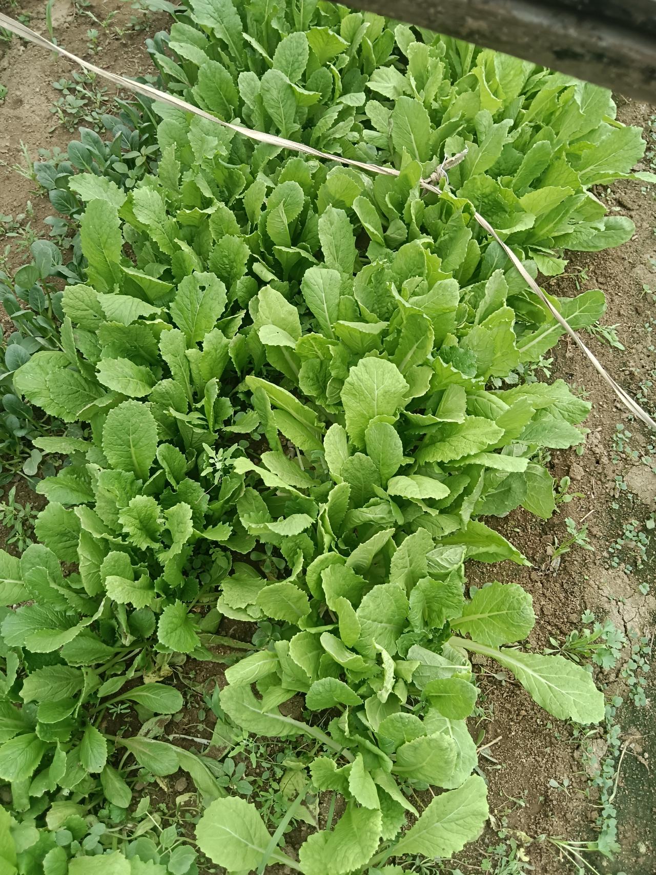 说实在的，如果住在农村还买菜吃，那就是人太懒惰了。这些菜虽然不值钱，但是不用自己