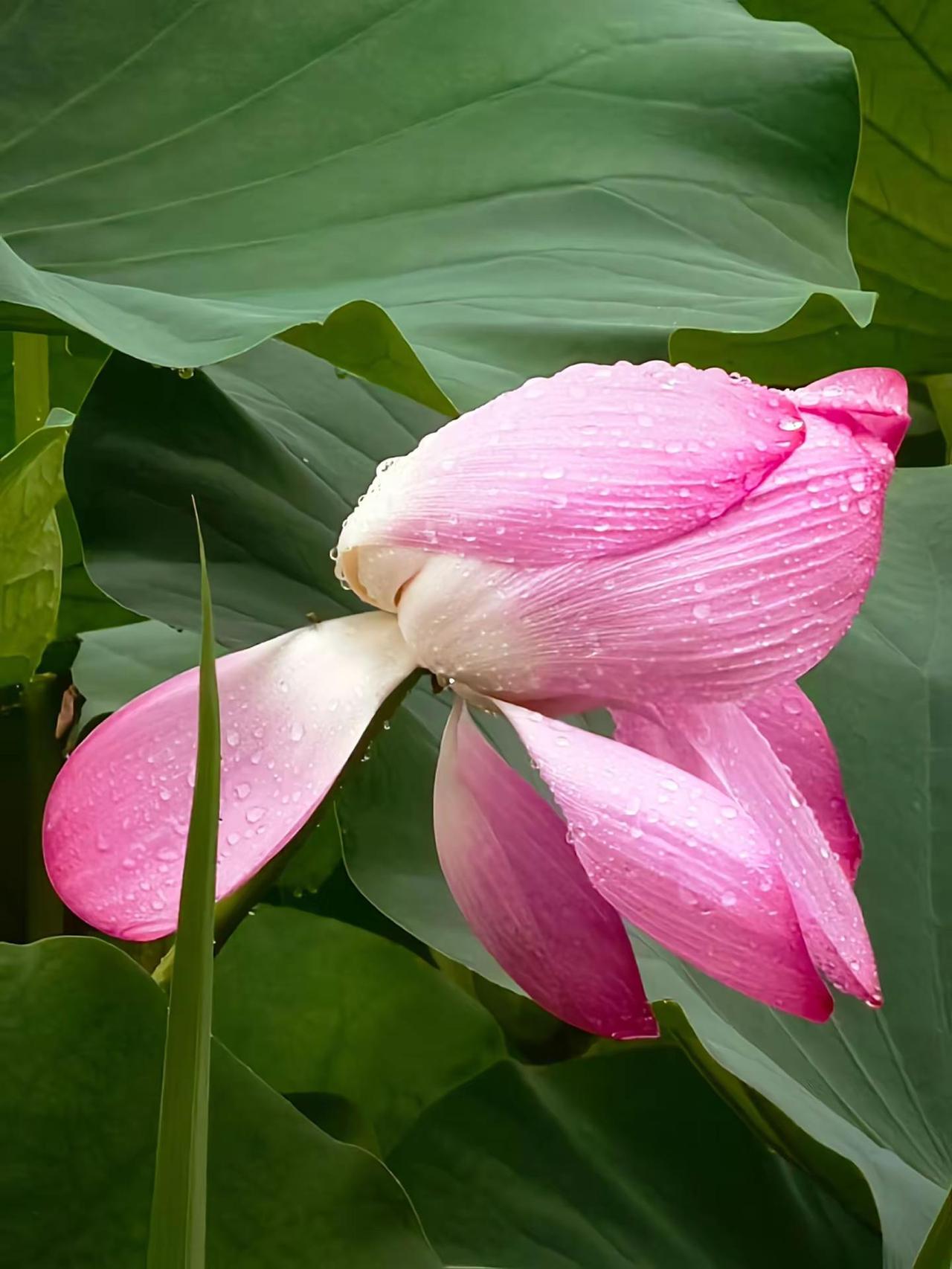吉人作品 好运莲莲  见者好运。🌹🌹🌹🌹🌹🌹🌹🌹