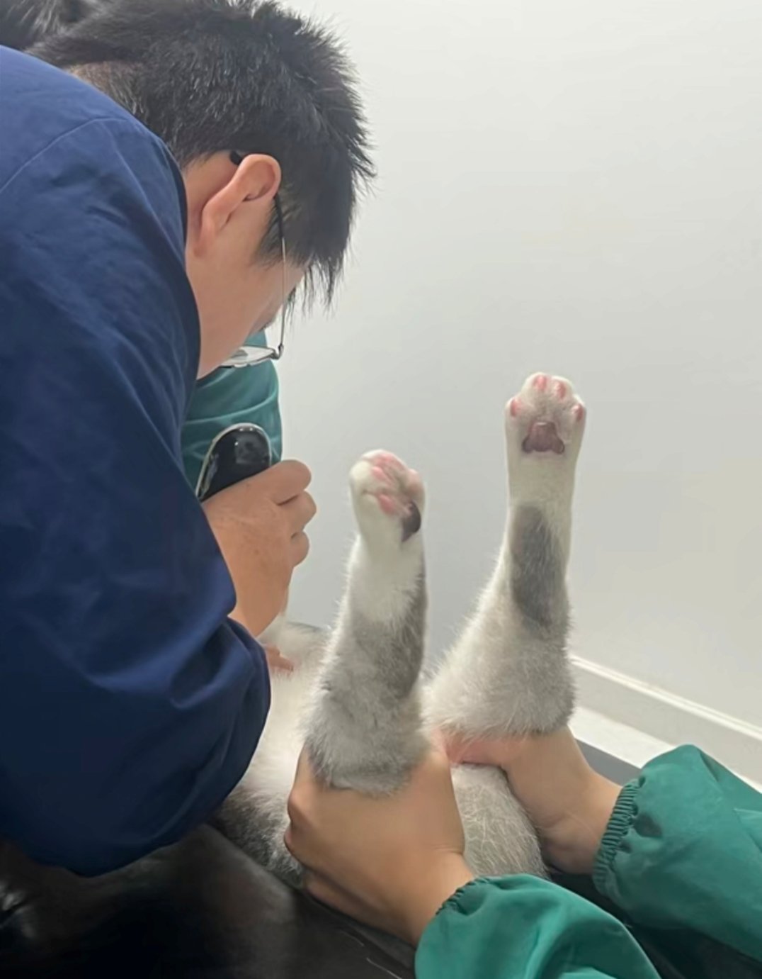 小猫的这两条大腿一看就很有劲儿啊！ ​​​