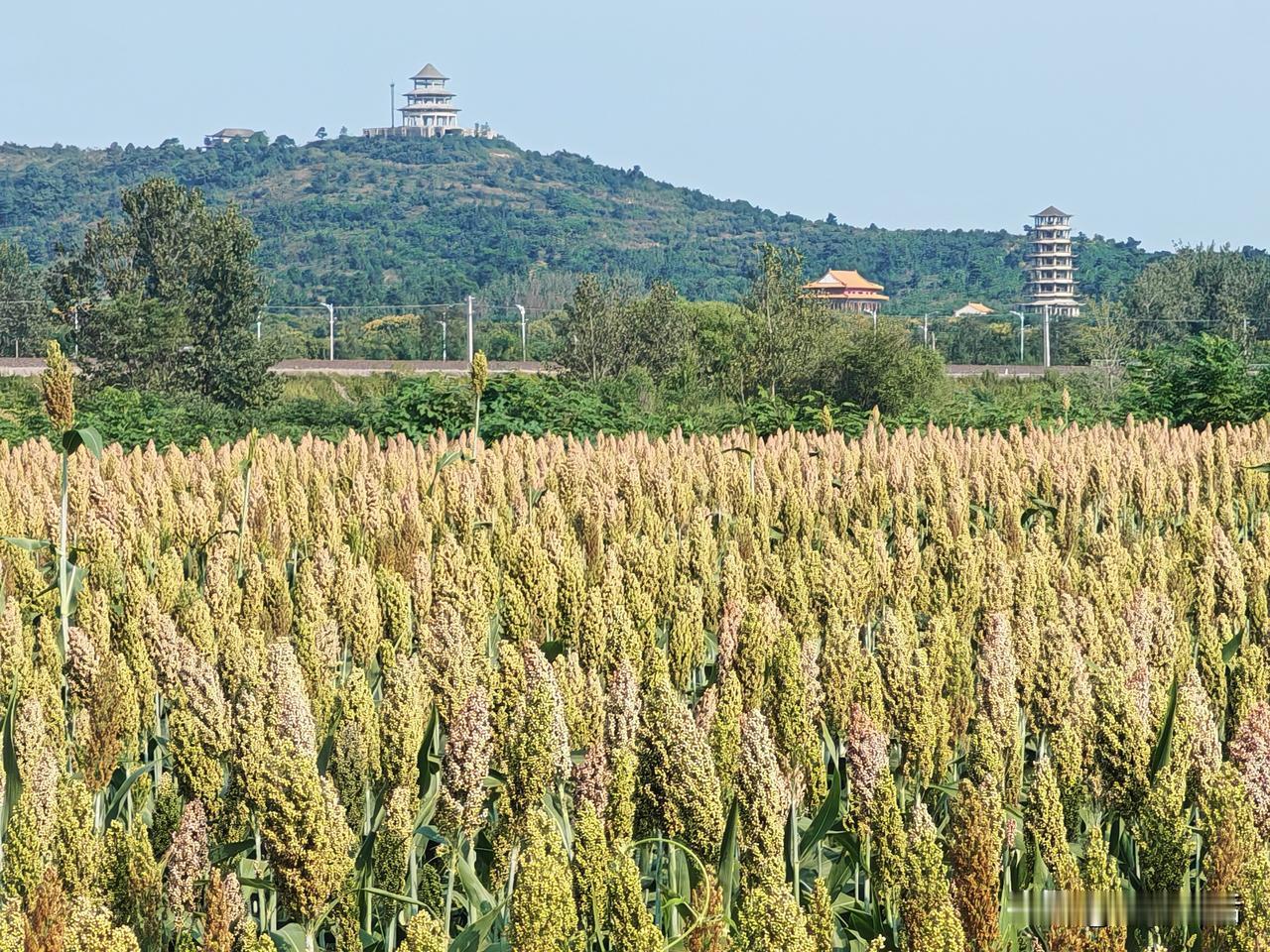 蚌埠郊区李楼乡，居然有不少农户种植高粱，等高粱红了，也是一道风景吧？