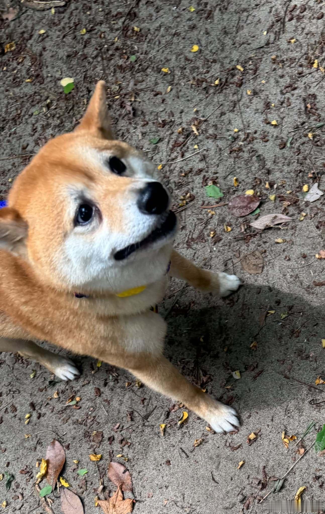 【 第一次看到超大型犬的柴柴 】 