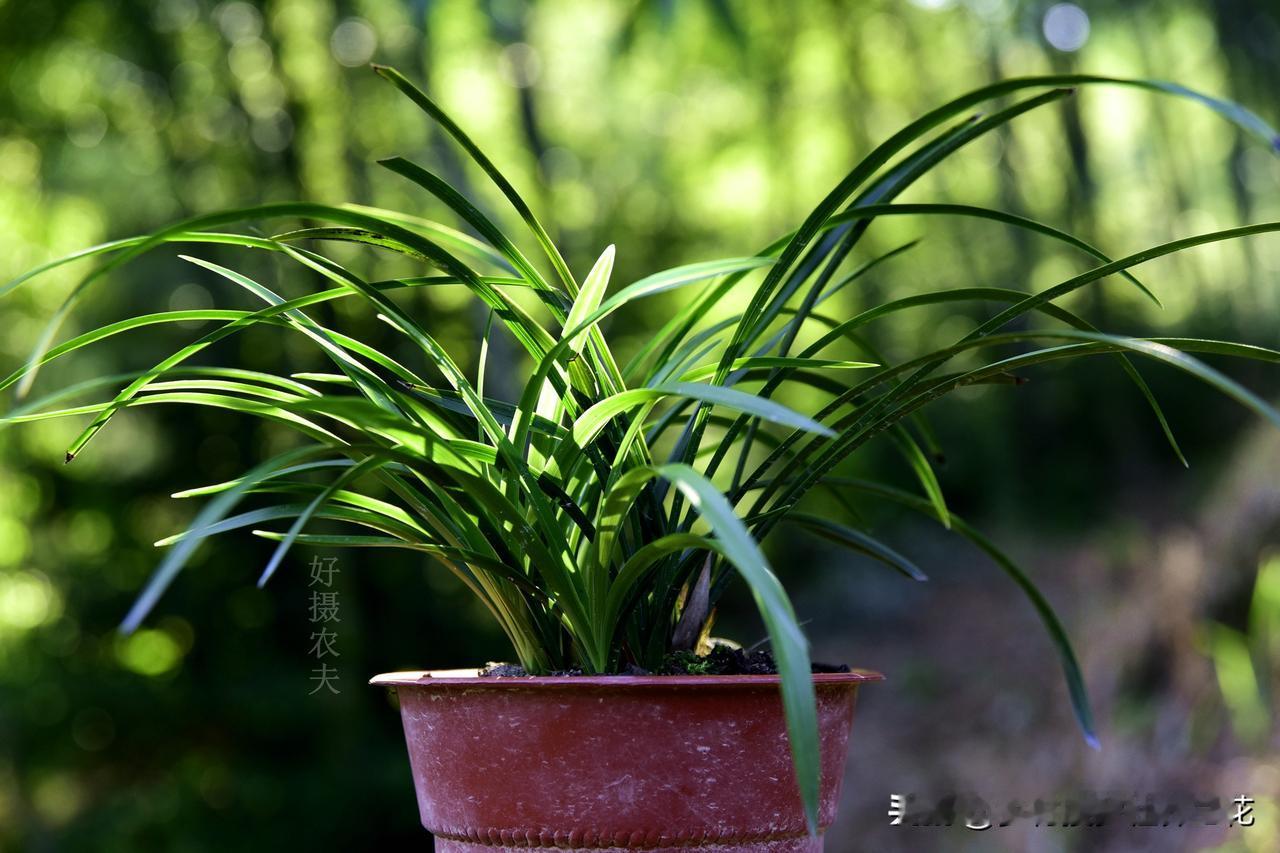 九月给兰花施肥的功效有多大?,农历9月给兰花施肥，是兰花种植管理中比较重要的事项