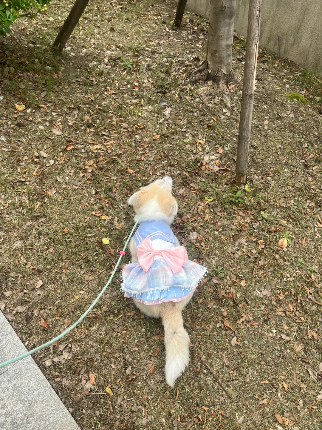 JK少女柯基
