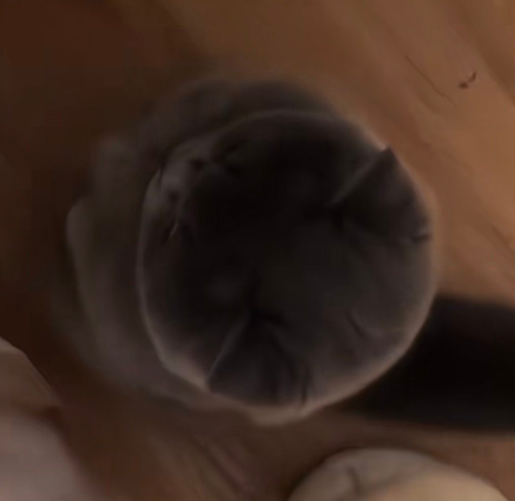 无奖竞猜这是个啥