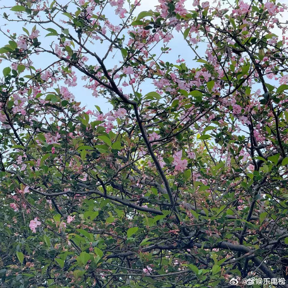 丁禹兮说有遇到海棠花吗 丁禹兮偶遇海棠花 丁禹兮说有遇到海棠花吗，拍的海棠花好漂