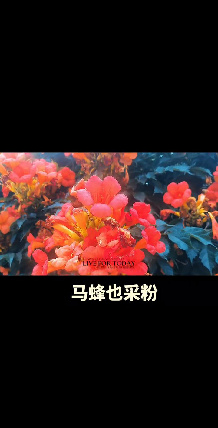 马蜂也采粉。
