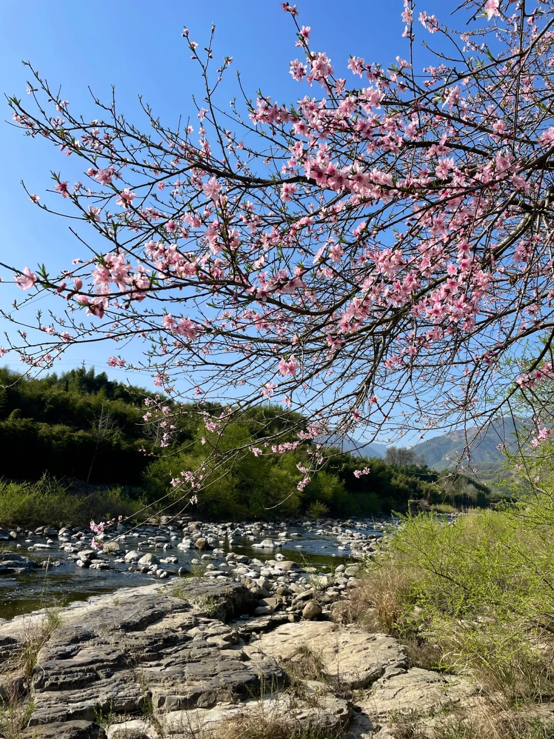 春暖花开🌸山水最爱🏕杭州1.1h露营直达