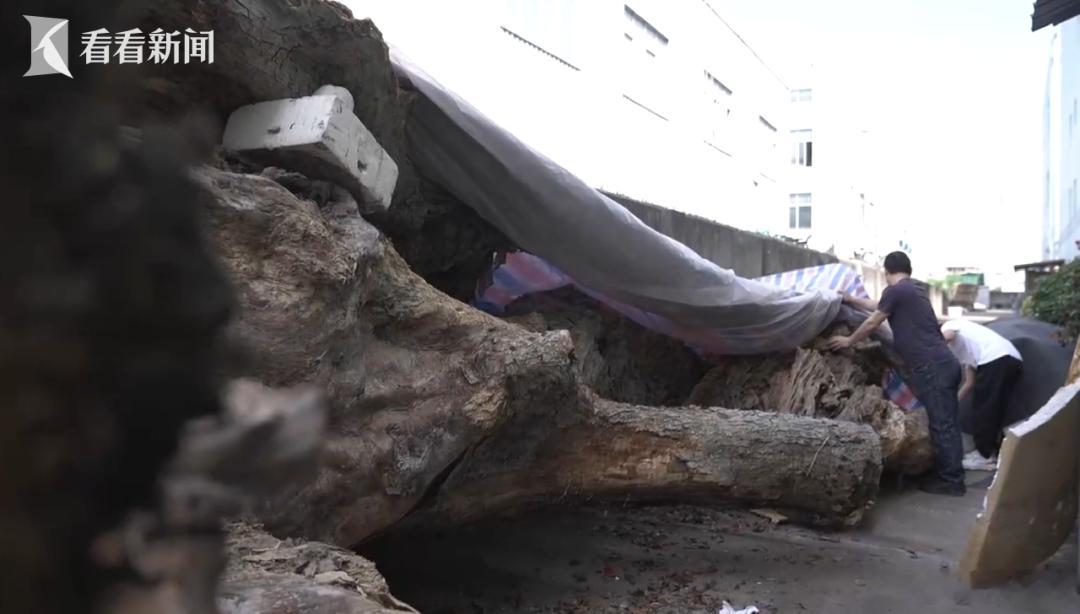 古树之死一个省级重点园区，需要砍掉600年的古树，来证明自己“建起来”了吗？浙江