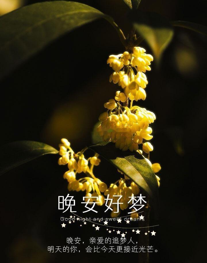 生活手记晚安，愿我的梦里有你，你的梦里有我，这样我们就永远不会分开了。晚安心语