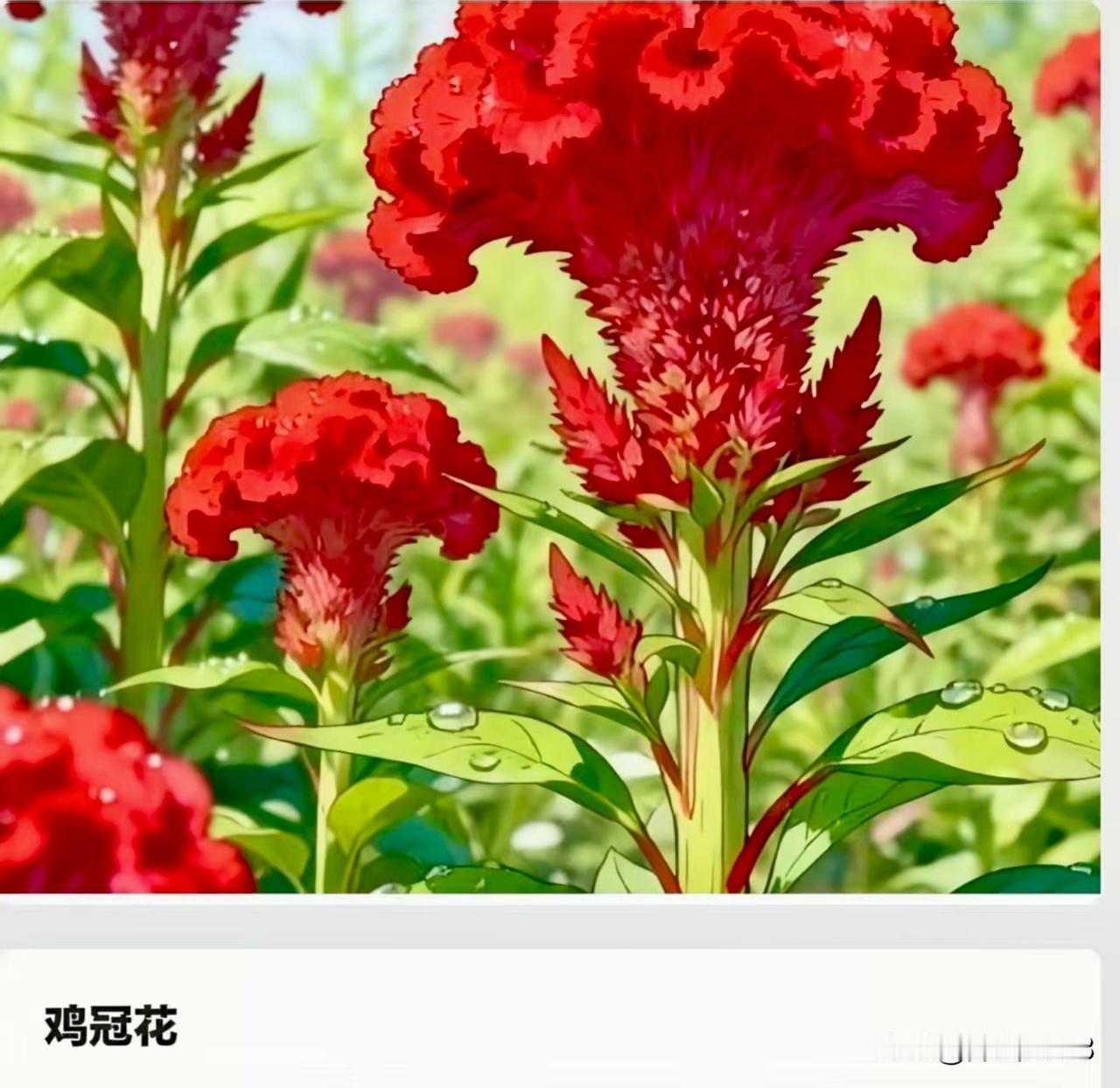 有最美的家花，便有最丑的家花。下面五种花，据说在票选最丑的家花时，票数较高！朋友
