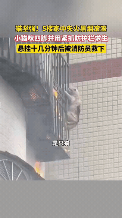 命悬一线！火场小猫扒住护栏上演求生奇迹

五楼住宅突发火情，熊熊大火不断燃烧，浓