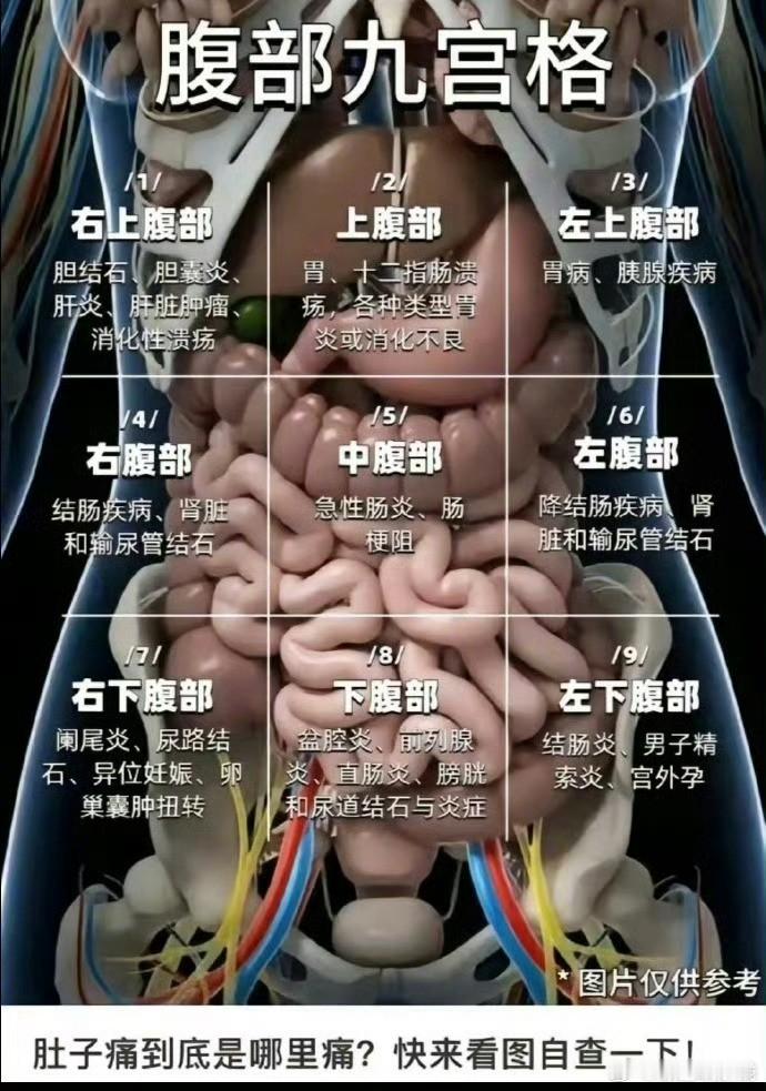 终于知道肚子痛到底可能是哪里痛了[老师好] ​​​