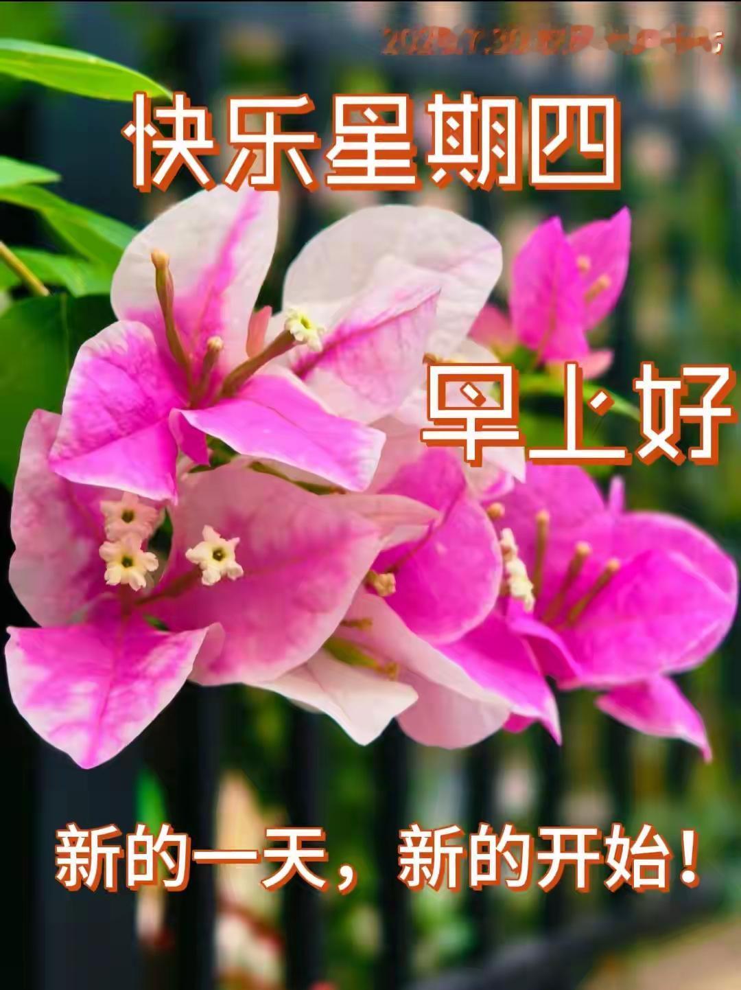 🌿
愿你晨起，心情敞亮，
愿你每日，自在舒畅。
送你晨光，赶走疲惫；
送你花香
