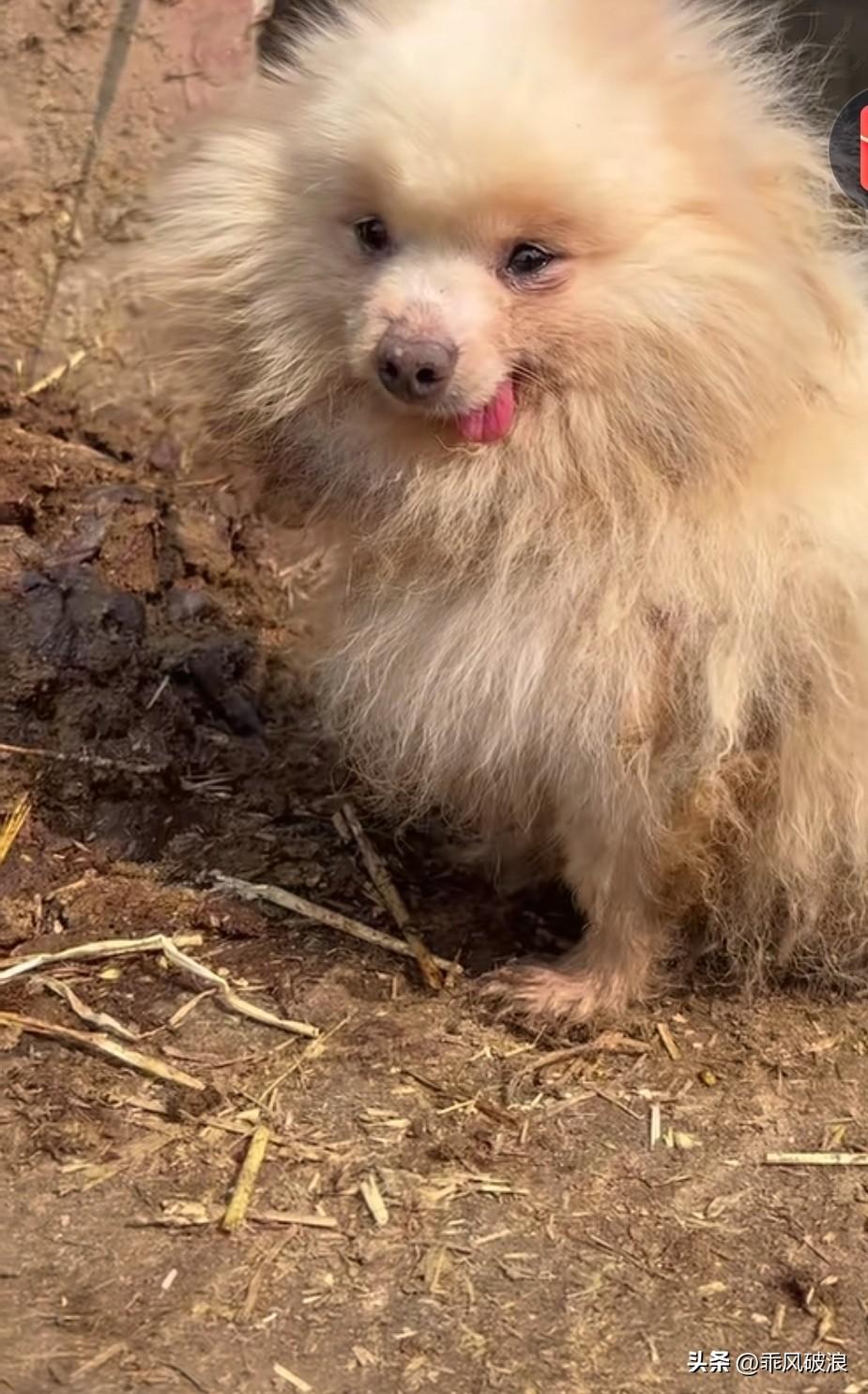 博美长相丑被主人闲气，禁固在牛棚里，本来雪白的毛发以今滚得全牛屎。又老长打结。希