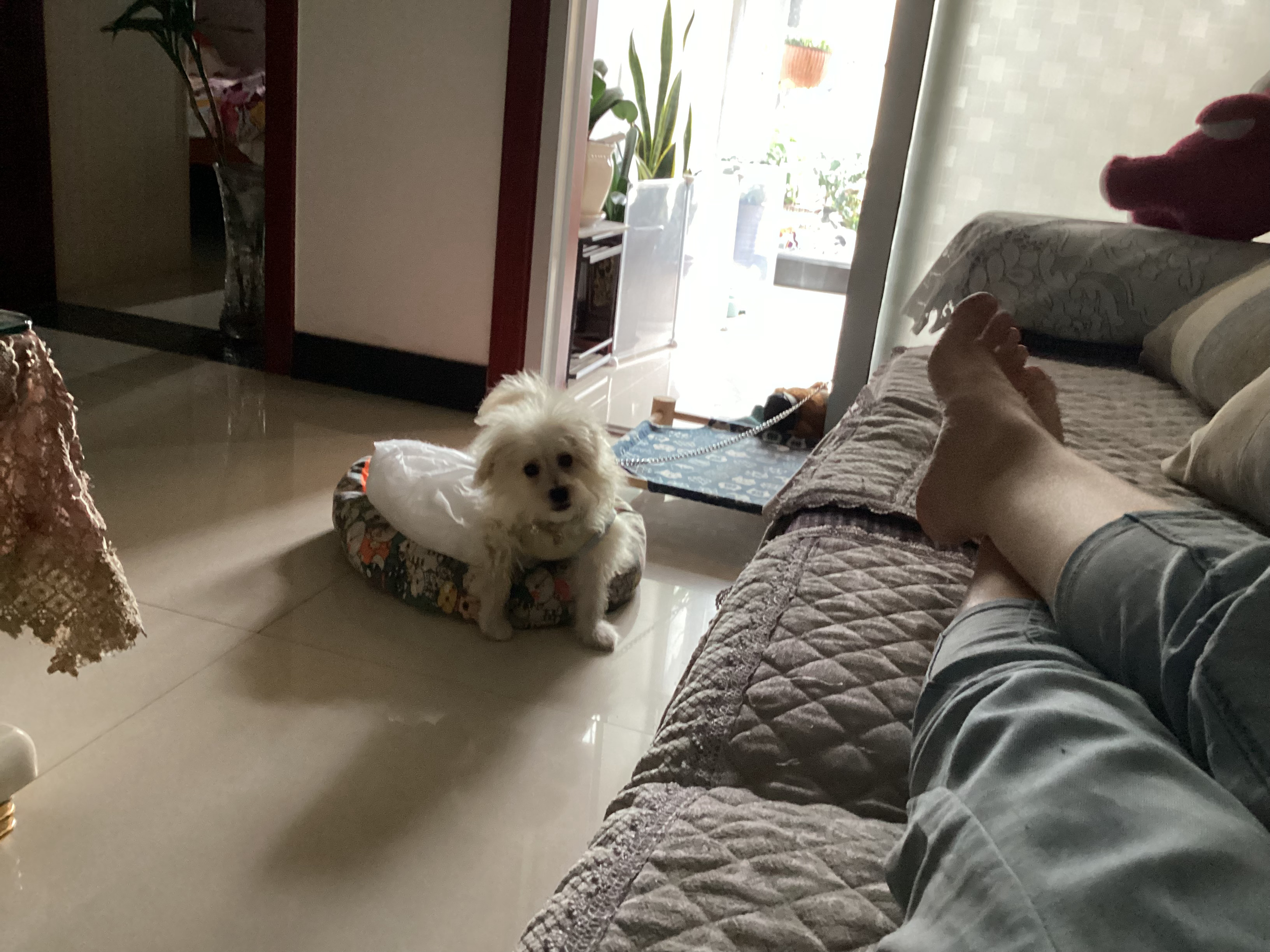 收拾屋子翻到多多以前的小玩具，突然就很想它。曾经每天下班开门就会有小毛球扑过来蹭