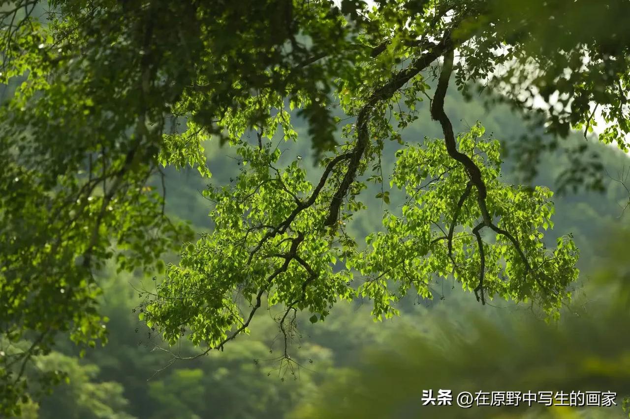 美景图片分享
