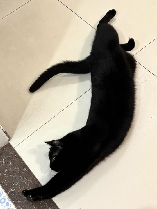 感觉大黑好像吉卜力的黑猫
