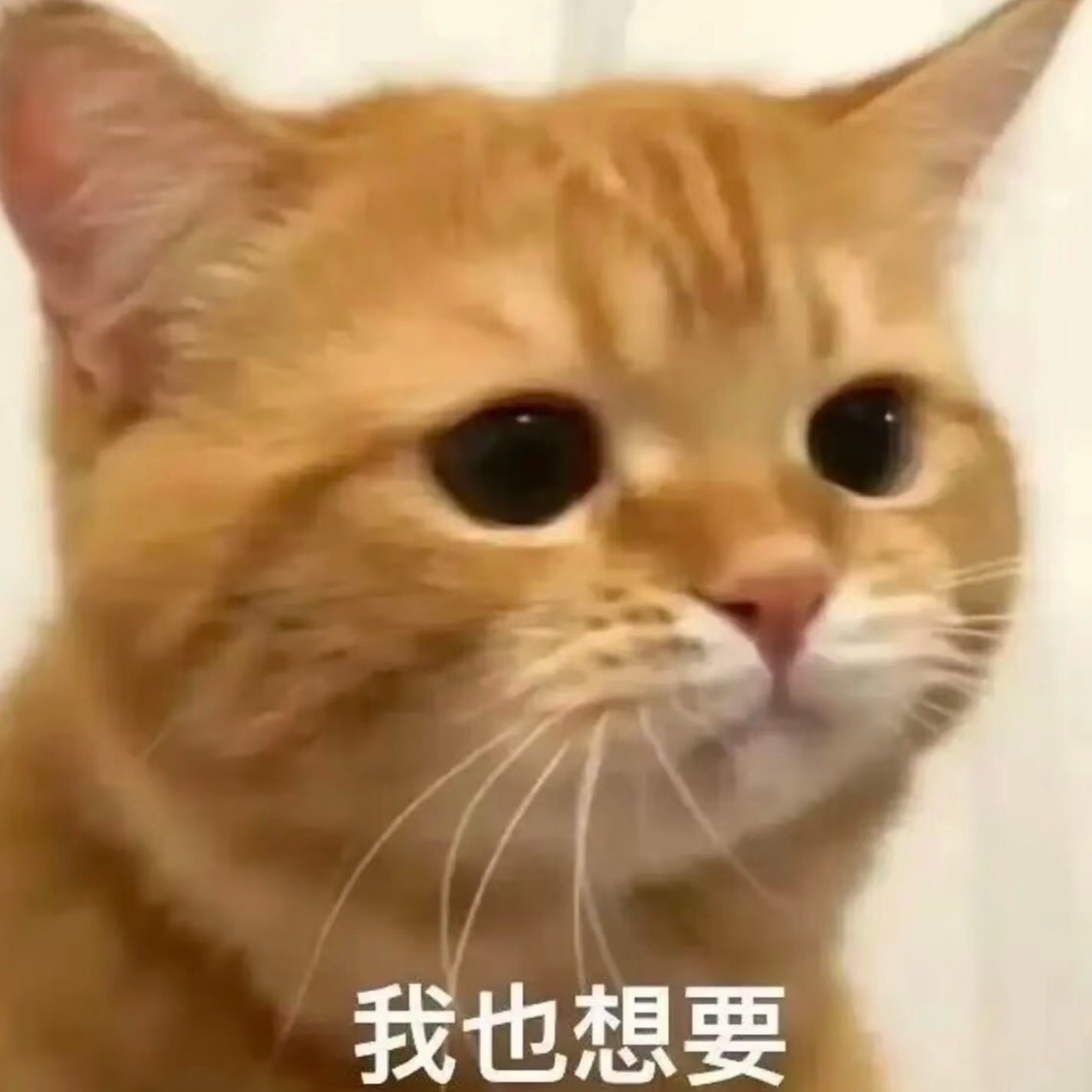 丽君包上挂着小金牛 想薅走 