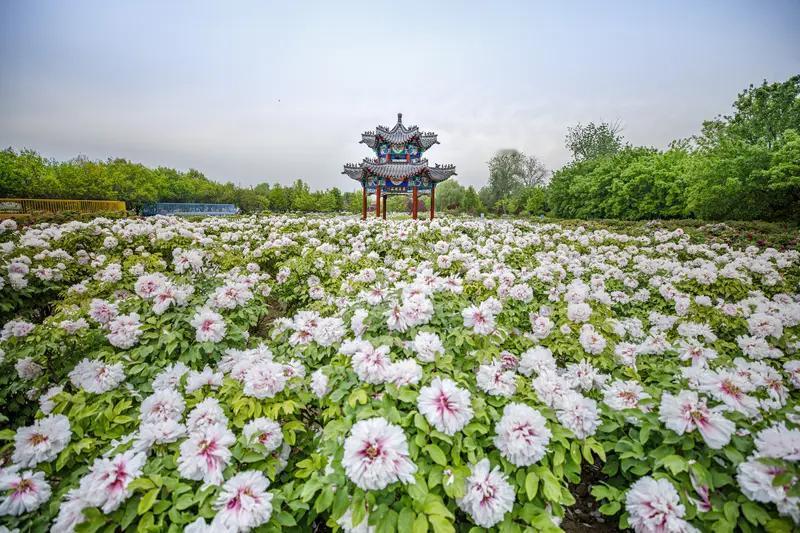 想去菏泽赏牡丹，时间可得选对。菏泽牡丹花期分早、中、晚。

早花期在4月1 - 
