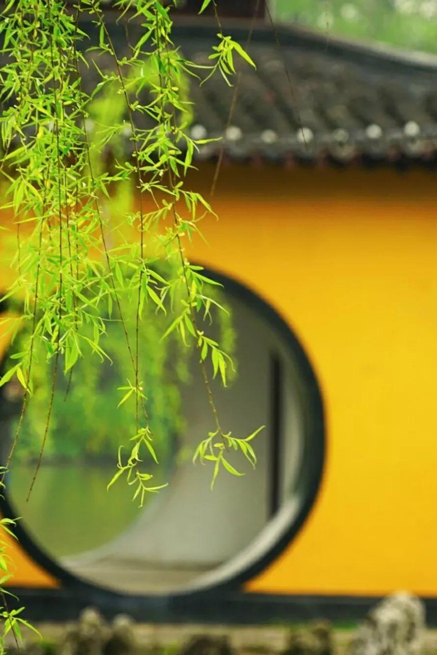 分享手机里的花花草草