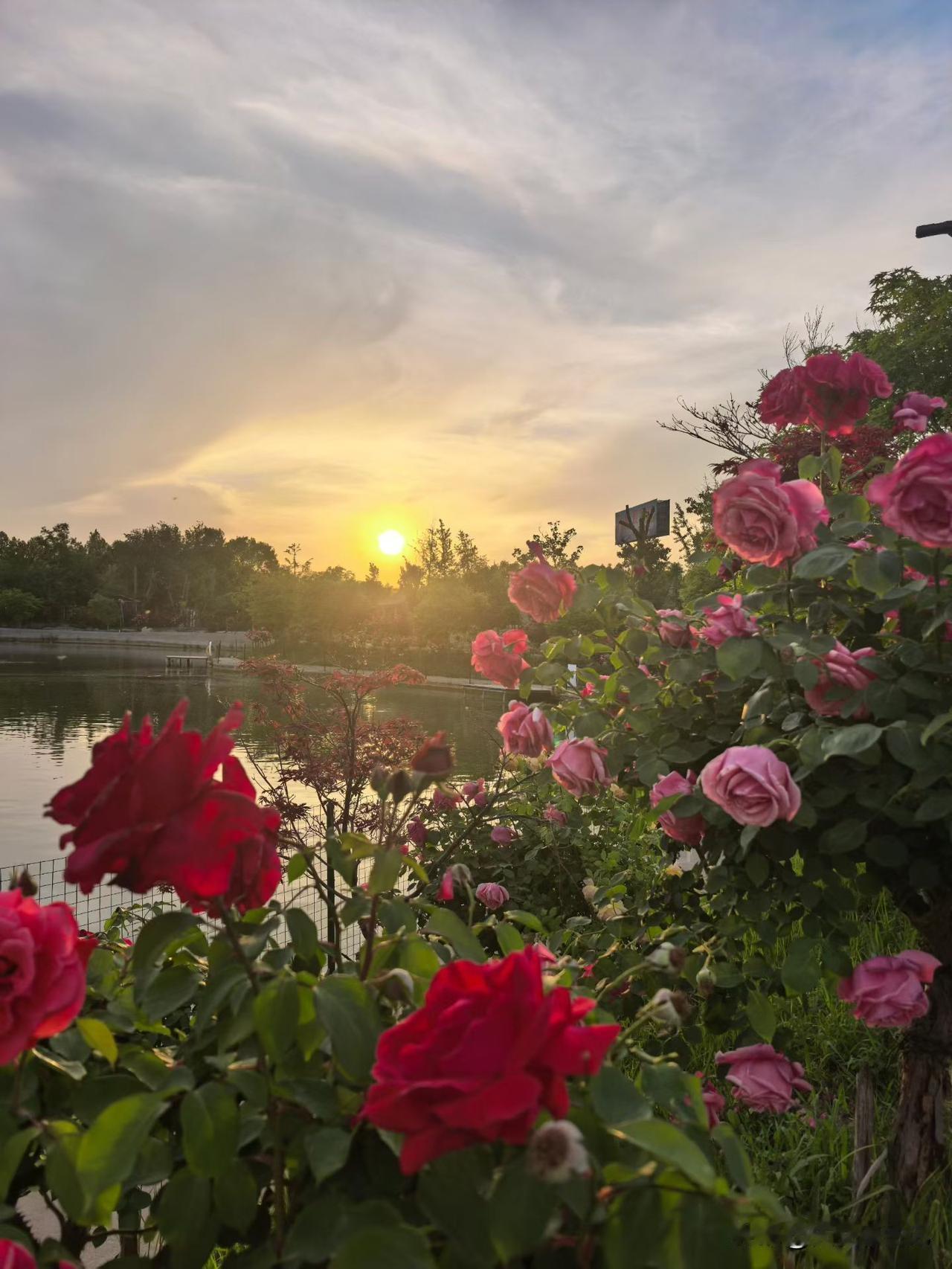 夕阳西下，
美景再现。
花儿竞相绽放，依旧沐浴着温馨的夕阳，
湖水悠悠，倒映着姹