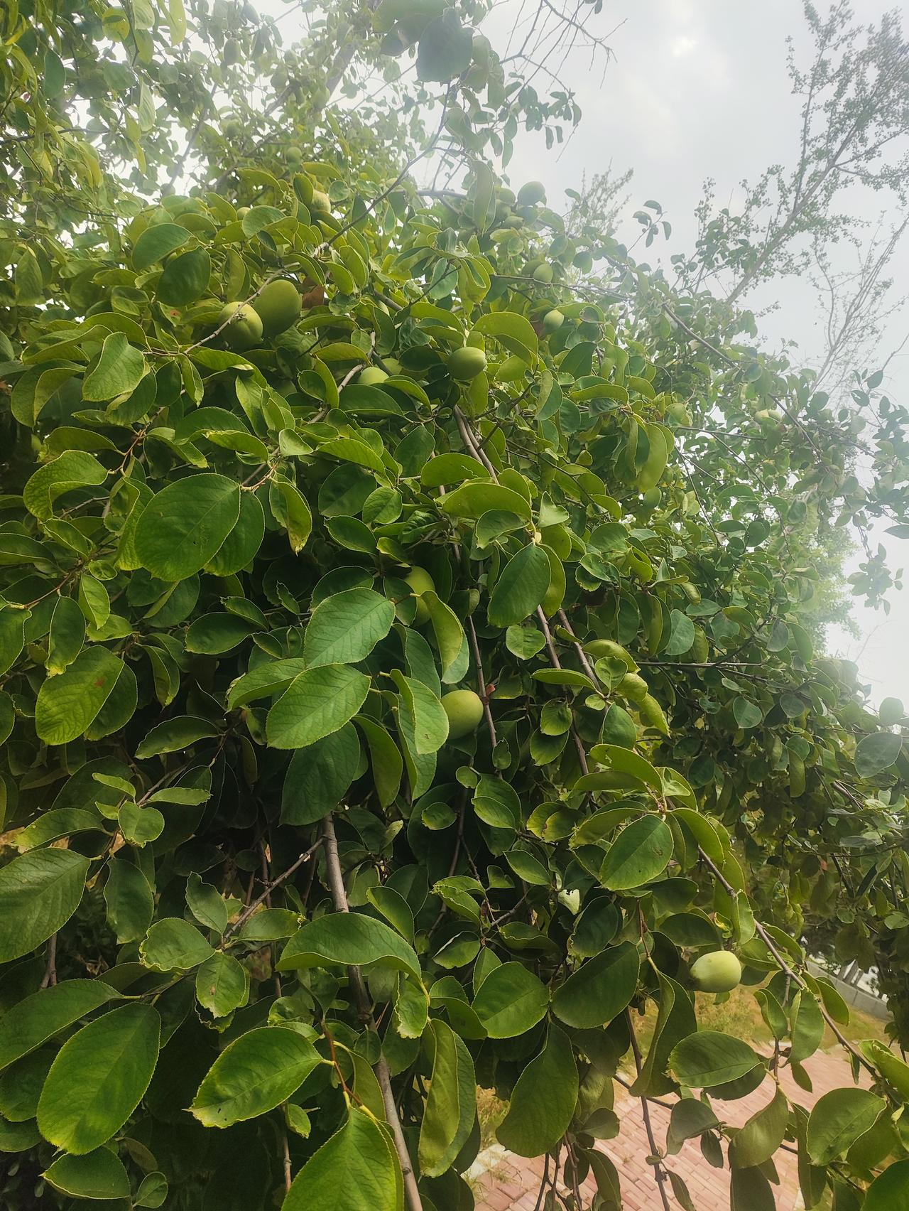 夏日生活打卡季今天我为我的孩子祈福！愿我的儿子：承乾坤之正气，立天地之威仪。遇事