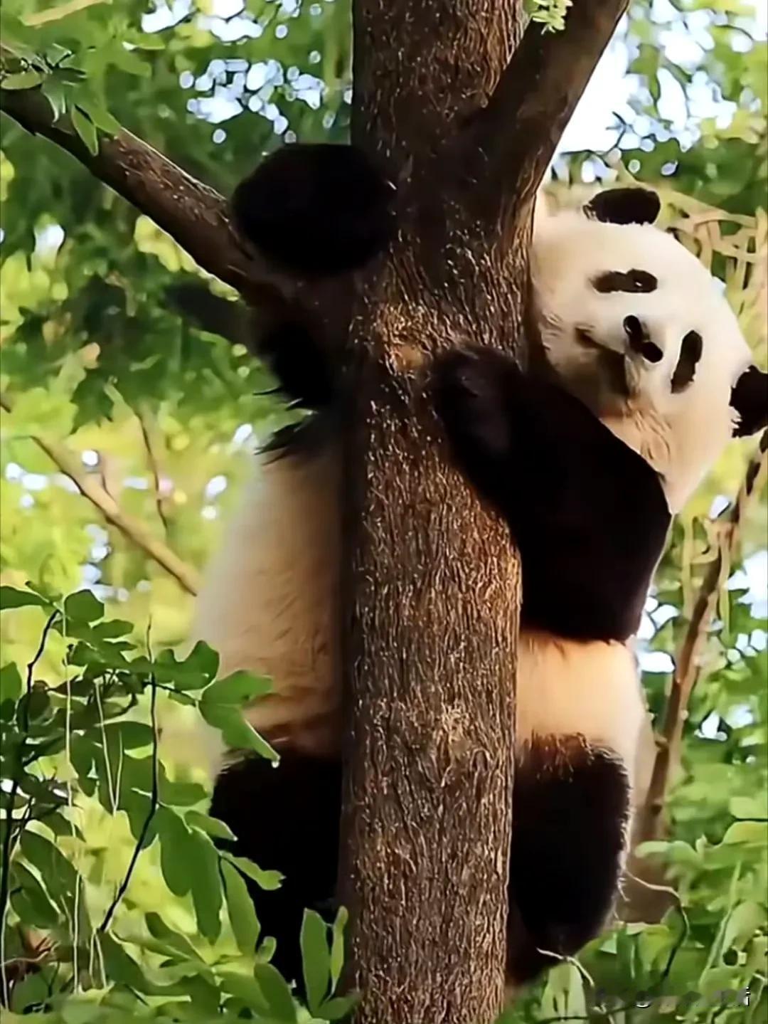 树上的布袋玩偶，树上的小熊，树上的小可爱，花花，你永远有本事让人一见钟情。

不