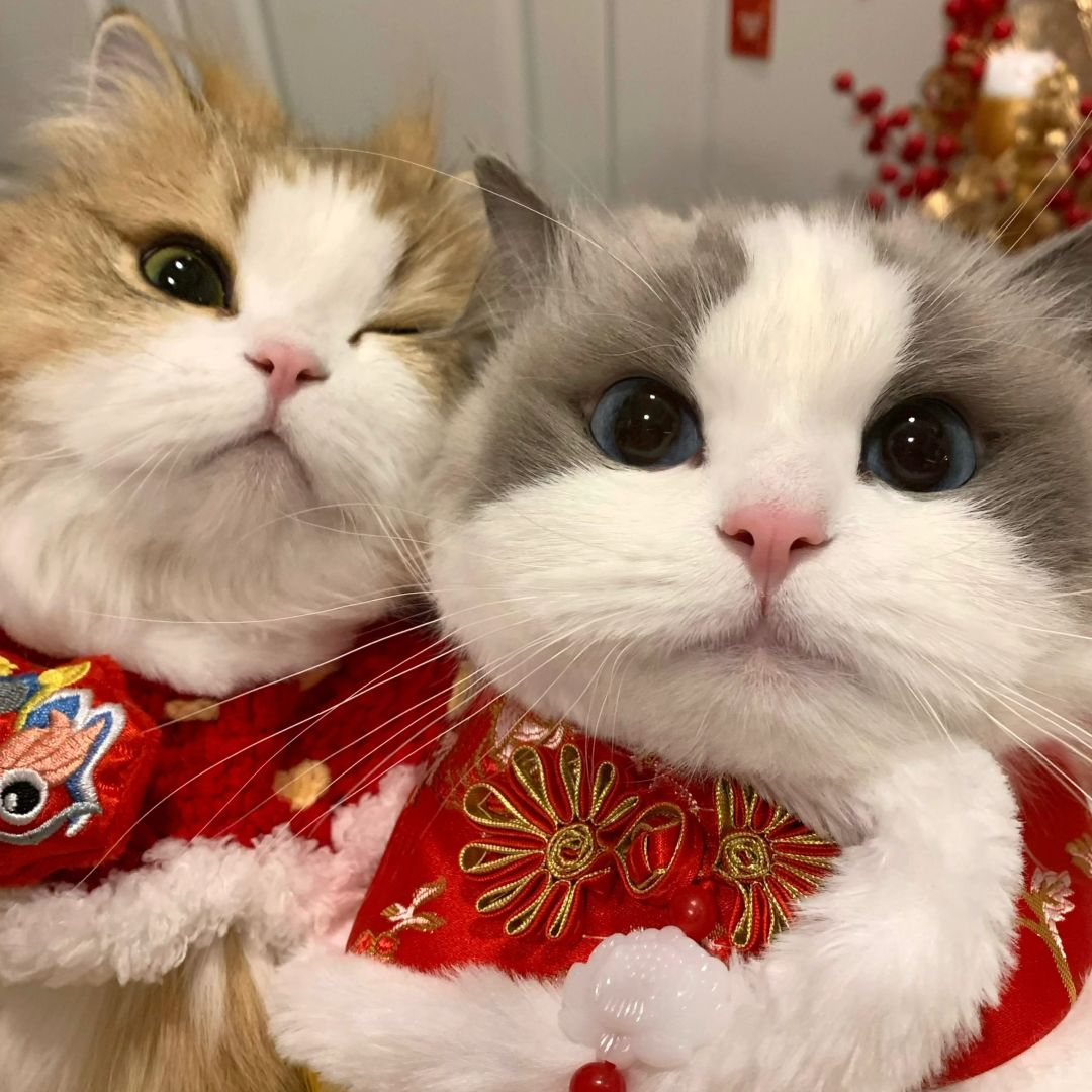 猫猫新年情头+闺头！新年发发发！