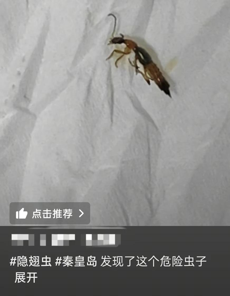 秦皇岛多地发现隐翅虫！
秦皇岛多地出现 隐翅虫！之前就听说过接触到虫子的皮肤会开