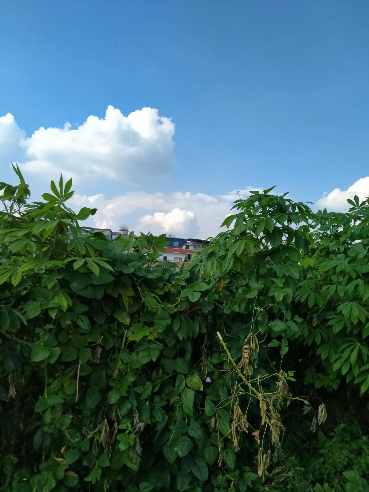 #以秋为题作首诗#秋风起，黄叶飘，天高云淡任逍遥。
丰收景，喜鹊闹，稻香满园乐陶