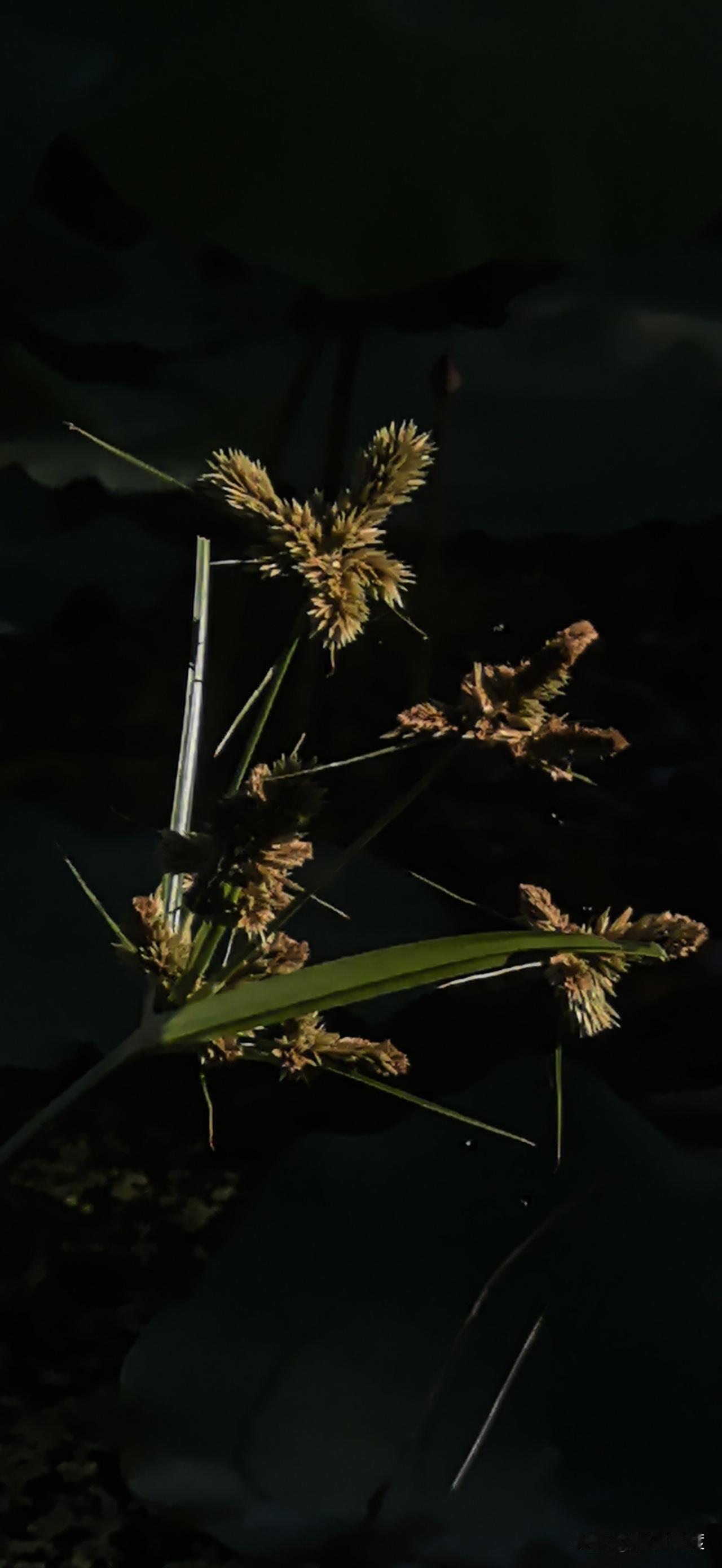 这是啥植物，我叫不出名字，但是，只要它一结籽，那就意味着吉林的秋天已经到来了，而