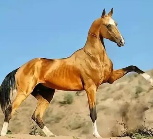 汗血宝马又名阿哈尔捷金马，产地在中亚地区土库曼国。每匹价值3000万元，该国现有