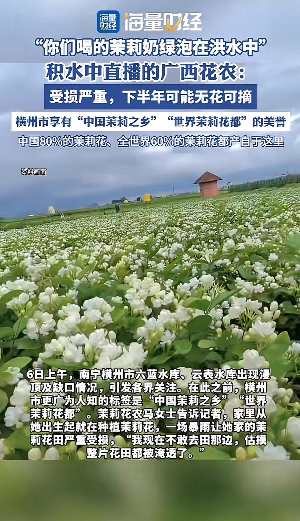 广西横州作为全球主要的茉莉花产区之一，瑞幸、农夫山泉等品牌都在此建了产区。可这次
