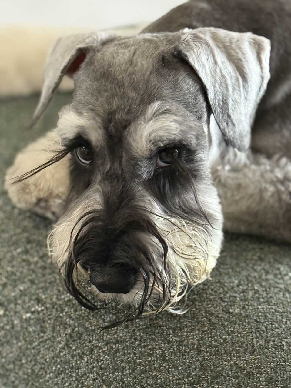 老头斜视中 