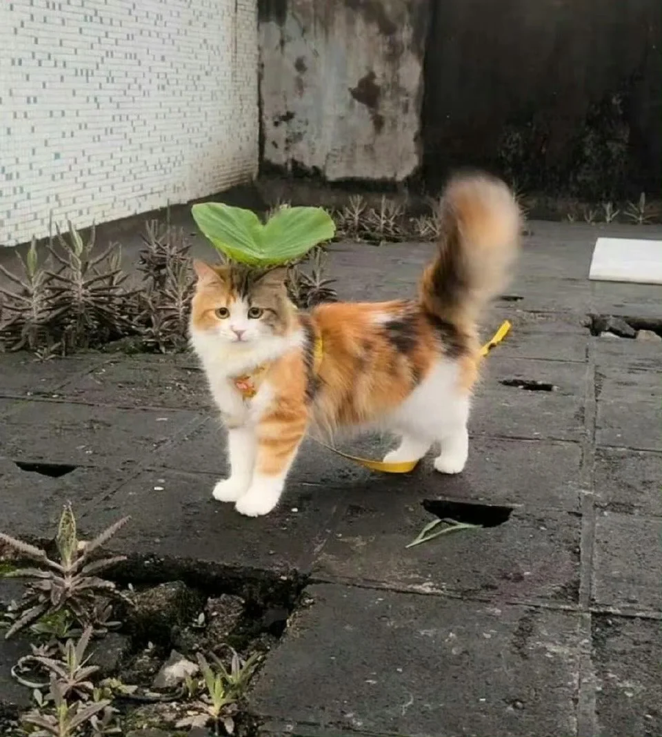 小荷才露尖尖角 早有猫猫立下头
