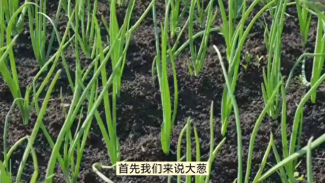 大葱，大蒜，韭菜最晚种植时间是什么时候？