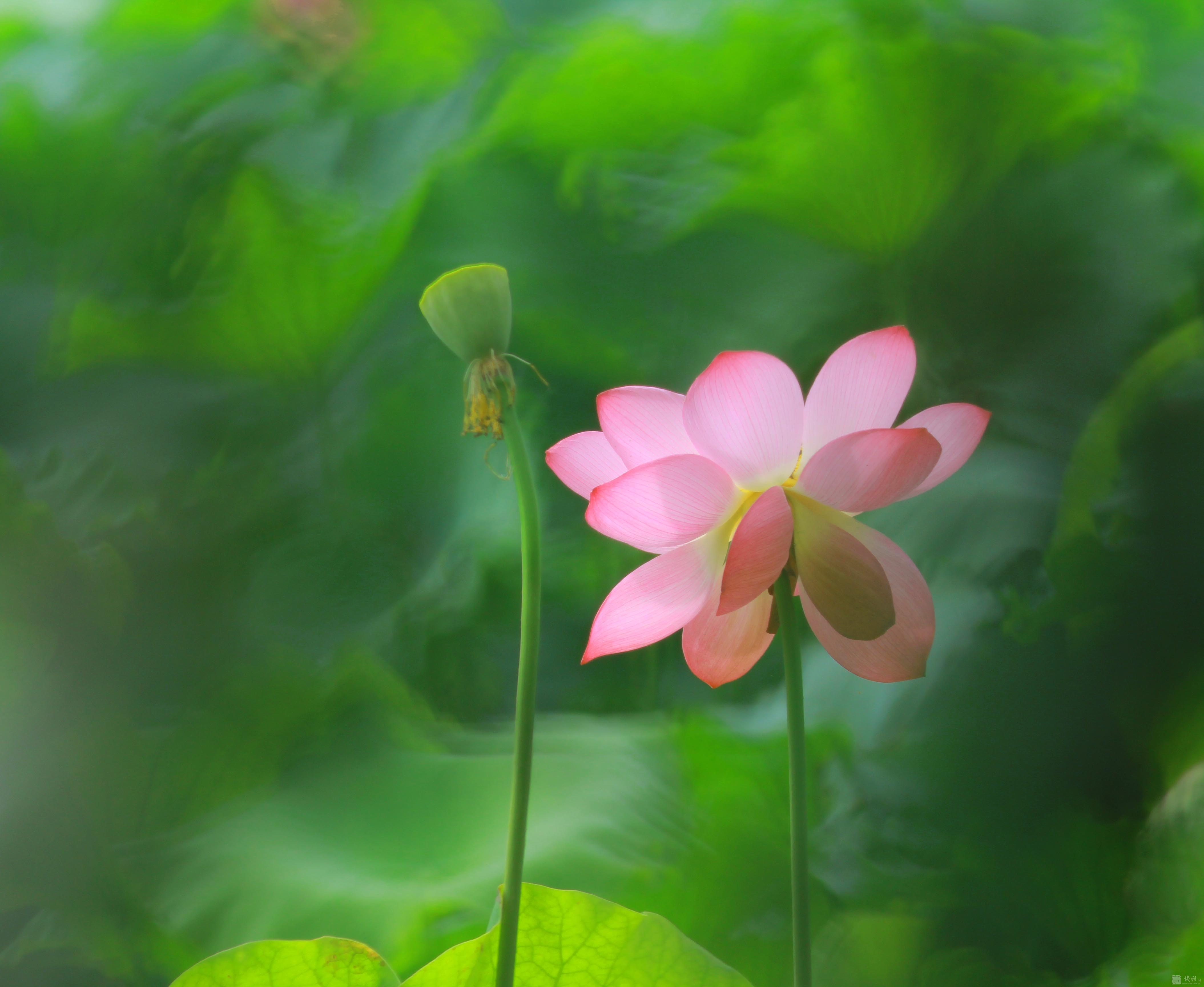 开在淤泥中的花才叫莲花，修在浊世中的心才叫菩提，若没有众生的考验，谁能鉴别“自私