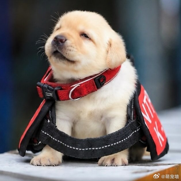 警方对新招募的警犬进行拍照留念 