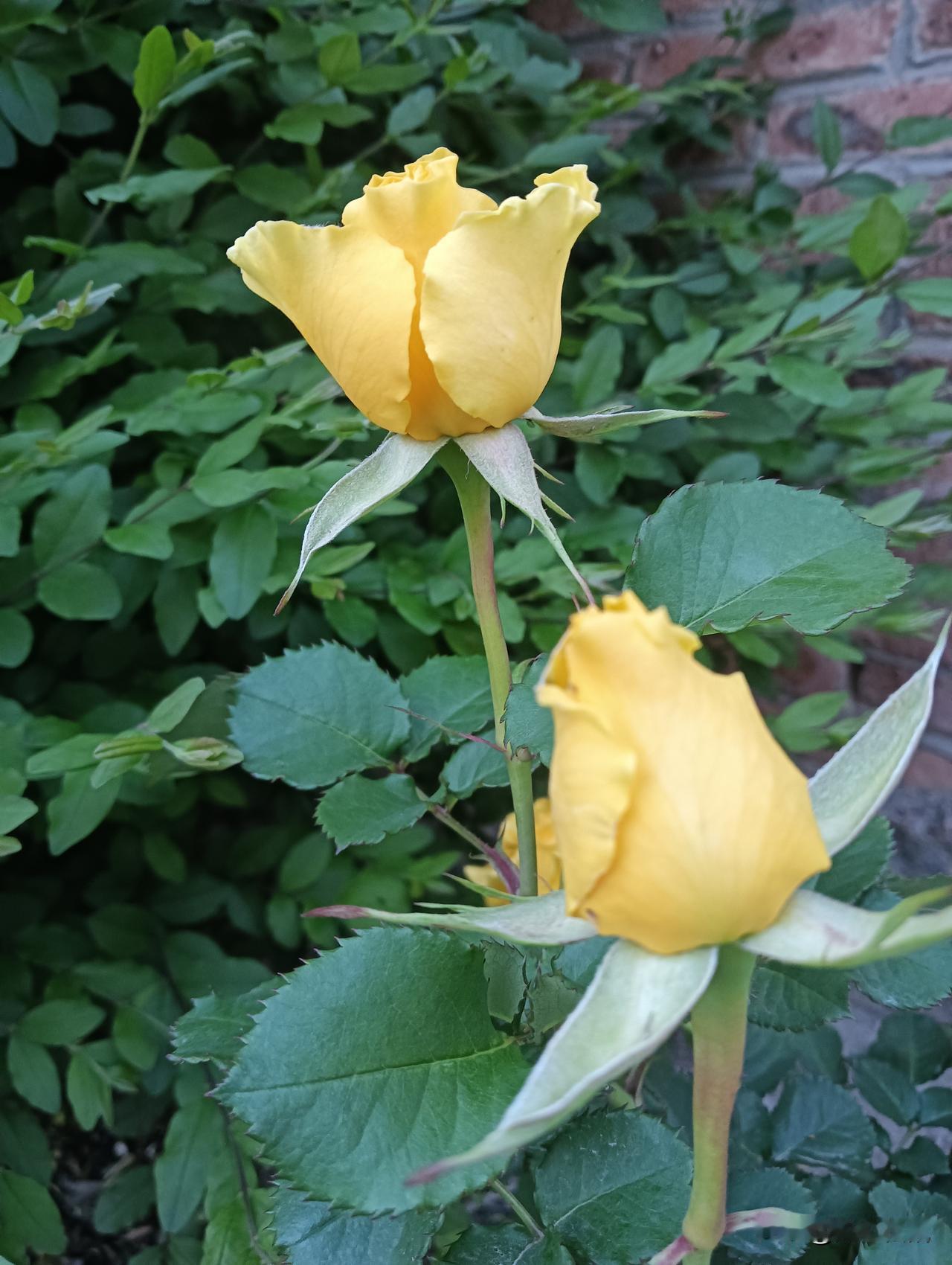 惊艳的黄色玫瑰，绽放在绿叶间，美不胜收！🌹💐🌸玫粉色玫瑰
