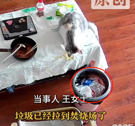 3万金镯子被猫推进垃圾桶后扔了 我觉得大概率是被人给捡到了，在我们小区扔垃圾，保