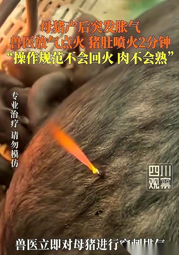 贵州安顺一头母猪，刚生完崽，肚子突然鼓成了一个篮球。兽医赶到现场，二话不说，掏出
