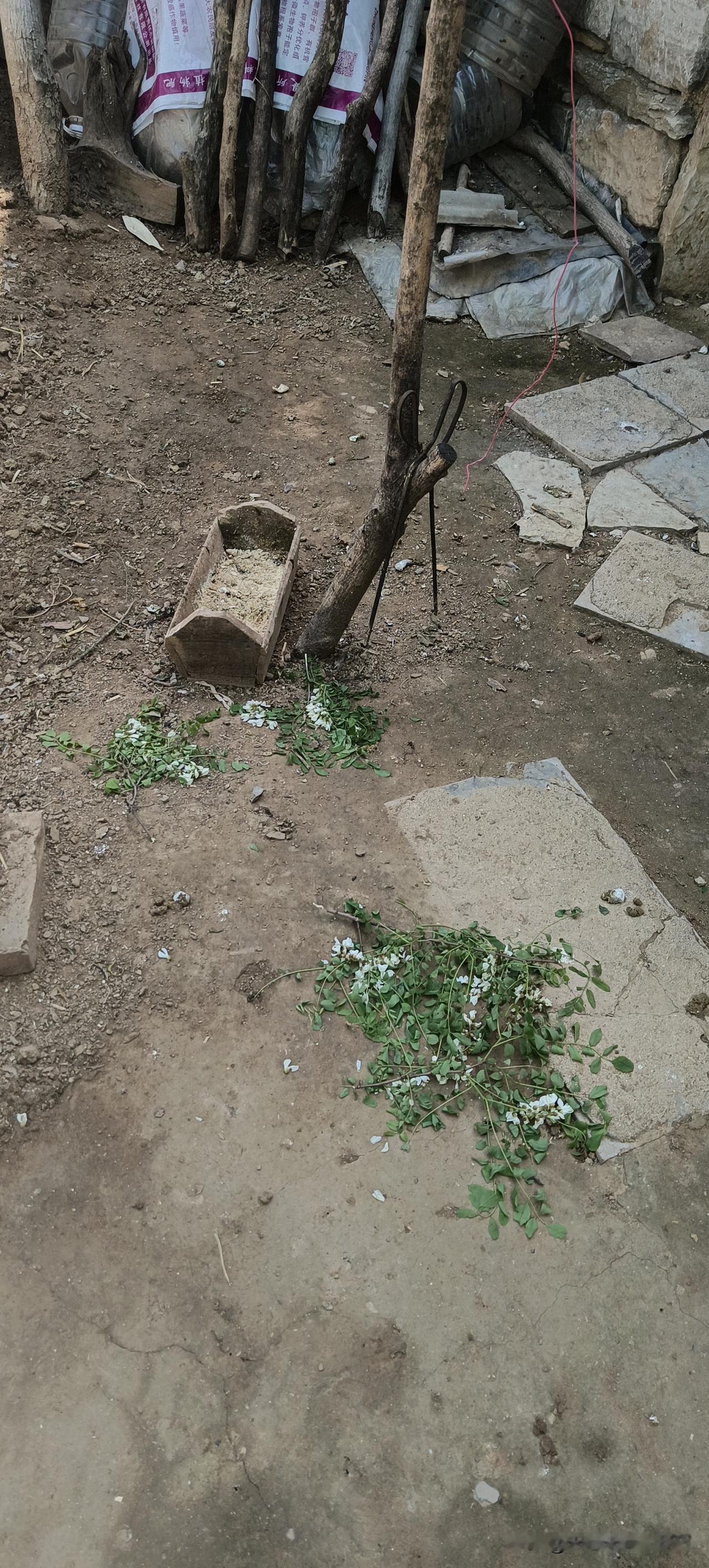 城里人把槐花当个宝，农村把槐花当个草。
前两天在城里和我一起玩的姐妹们都花钱买槐