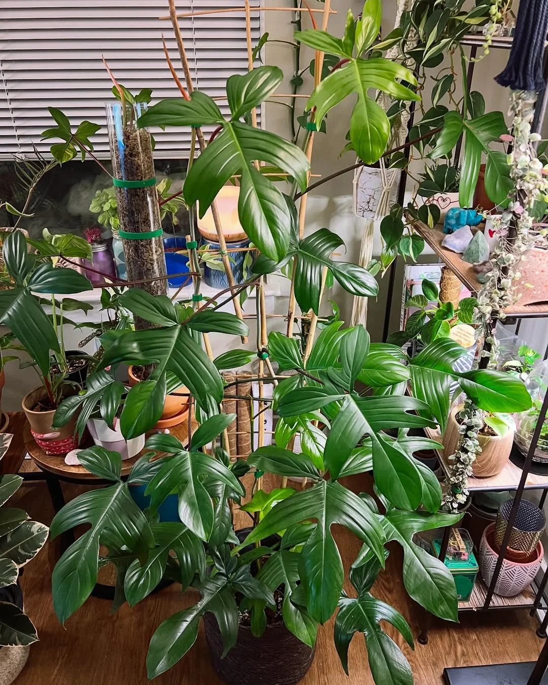 佛罗里达飞机蔓绿绒